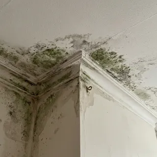 Black mould